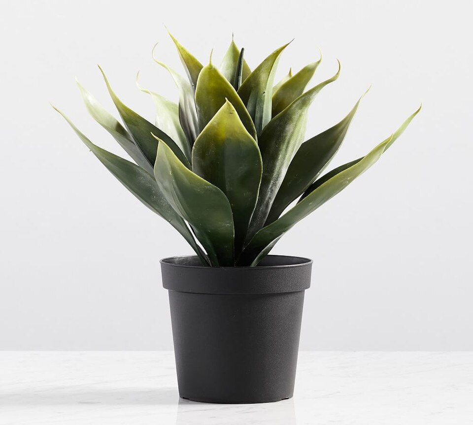 Faux Potted Aloe Vera Plant Pottery Barn Australia